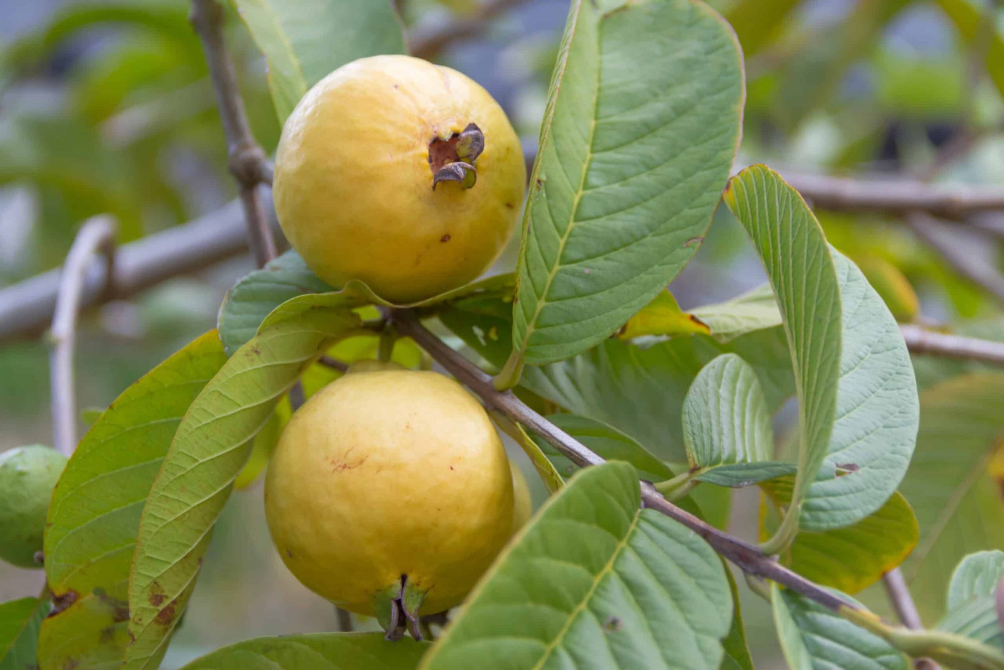 ripe-mexican-guava-sbcanning-homemade-canning-recipes